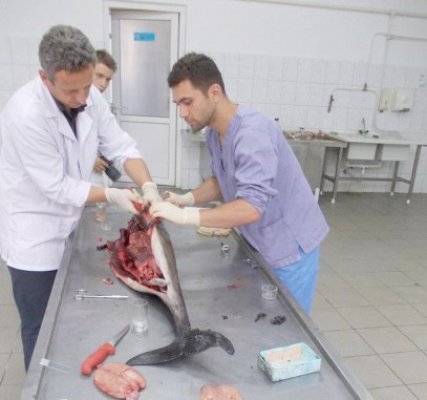 Exemplarul de marsuin Phocoena eşuat la Eforie suferea de meningită